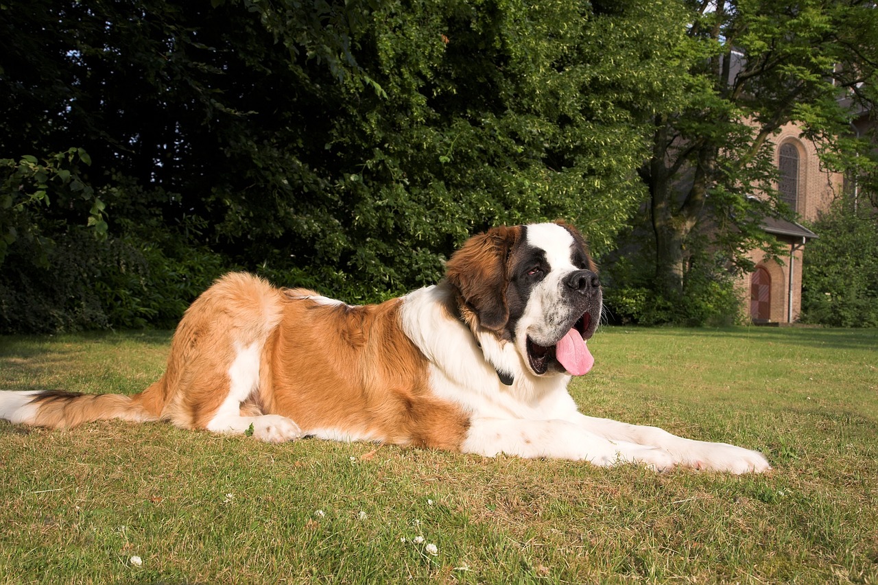 ZZ40 Saint Bernard Dog macro shot of chronograph watch