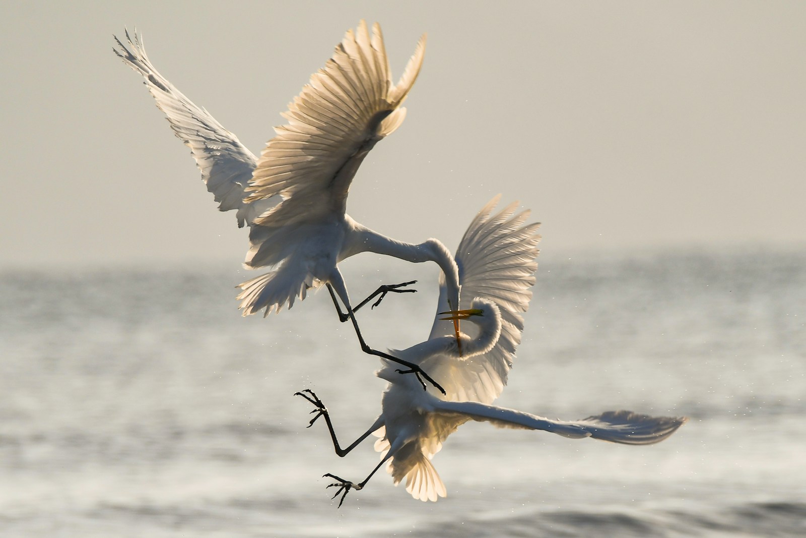 Photo by Chris Sabor two crane fighting while flying